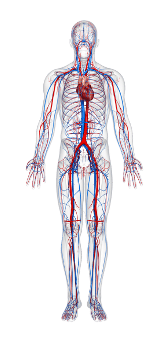 Circulation Of Your Blood and Your Lymphatic System - Vibragenix