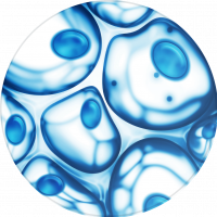 cells