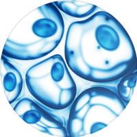 cells